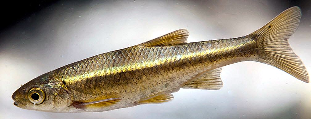Squalius alburnoides_09.jpg